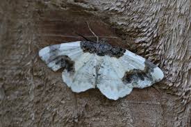 Attēlu rezultāti vaicājumam “Ligdia adustata”