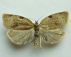 Attēlu rezultāti vaicājumam “Lozotaenia forsterana”