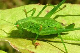 Attēlu rezultāti vaicājumam “Phaneroptera falcata”