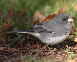 Image result for Junco hyemalis