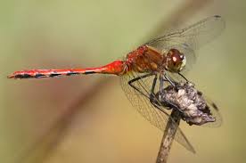 Attēlu rezultāti vaicājumam “Sympetrum”