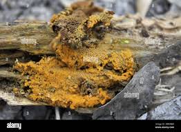 Attēlu rezultāti vaicājumam “Hemitrichia calyculata young”