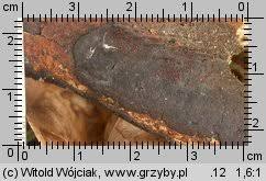 Attēlu rezultāti vaicājumam “Nectria episphaeria”