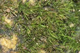 Attēlu rezultāti vaicājumam “Eucladium verticillatum”