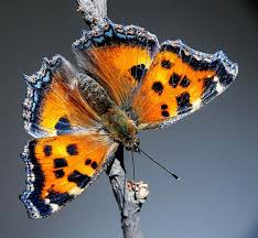 Attēlu rezultāti vaicājumam “Nymphalis xanthomelas”