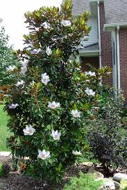 Attēlu rezultāti vaicājumam “Magnolia”