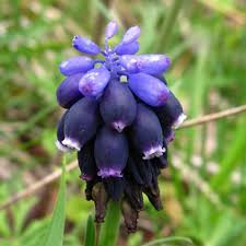 Attēlu rezultāti vaicājumam “Muscari neglectum flower”