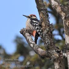 Attēlu rezultāti vaicājumam “Dendrocopos leucotos female”