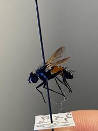 Attēlu rezultāti vaicājumam “Cylindromyia sp.”