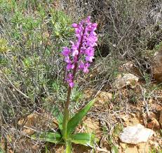 Attēlu rezultāti vaicājumam “Orchis mascula leaf”