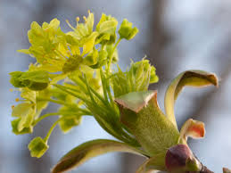 Attēlu rezultāti vaicājumam “Acer platanoides flower”