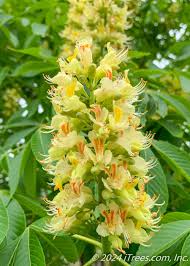 Attēlu rezultāti vaicājumam “Aesculus x hybrida flower”