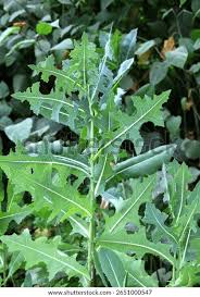 Attēlu rezultāti vaicājumam “Lactuca serriola”