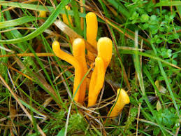 Attēlu rezultāti vaicājumam “Clavulinopsis cinerioides”