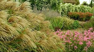 Image result for Miscanthus sinensis Zebrina