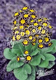 Image result for Primula elatior