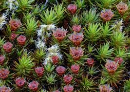 Attēlu rezultāti vaicājumam “Polytrichales”