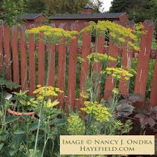 Attēlu rezultāti vaicājumam “Anethum graveolens”