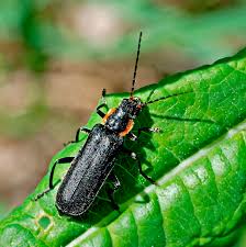 Attēlu rezultāti vaicājumam “Cantharis obscura”