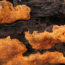 Attēlu rezultāti vaicājumam “Physisporinus sanguinolentus”