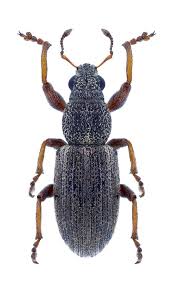 Attēlu rezultāti vaicājumam “Sitona sp.”