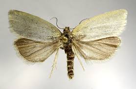 Attēlu rezultāti vaicājumam “Aphelia paleana larva”