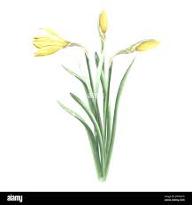 Attēlu rezultāti vaicājumam “Narcissus bud”