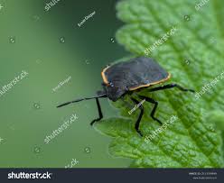 Attēlu rezultāti vaicājumam “Chlorochroa juniperina”