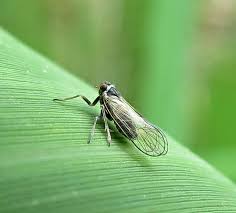 Attēlu rezultāti vaicājumam “Phalonidea permixtana”