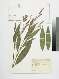 Attēlu rezultāti vaicājumam “Persicaria maculosa”