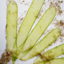 Attēlu rezultāti vaicājumam “Nitella sp.”