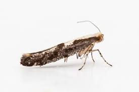 Attēlu rezultāti vaicājumam “Argyresthia semifusca”