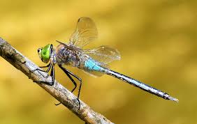 Attēlu rezultāti vaicājumam “Anax parthenope”