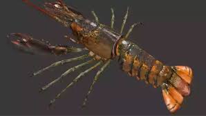 Image result for Homarus americanus