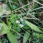 Attēlu rezultāti vaicājumam “Galium uliginosum”