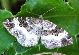 Attēlu rezultāti vaicājumam “Epirrhoe alternata”