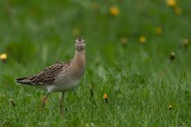 Attēlu rezultāti vaicājumam “Philomachus pugnax adult”