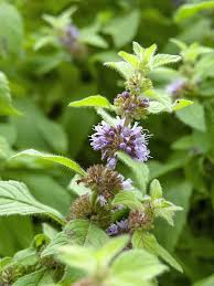 Attēlu rezultāti vaicājumam “Mentha x verticillata leaf”