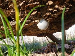 Attēlu rezultāti vaicājumam “Stemonitopsis amoena stalked”