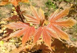 Attēlu rezultāti vaicājumam “Acer pseudoplatanus”