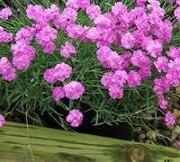 Image result for Dianthus gratianopolitanus
