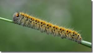 Attēlu rezultāti vaicājumam “Lasiocampa trifolii male”