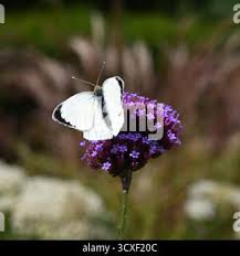 Attēlu rezultāti vaicājumam “Pieris brassicae male”