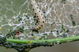Attēlu rezultāti vaicājumam “Yponomeuta evonymella”