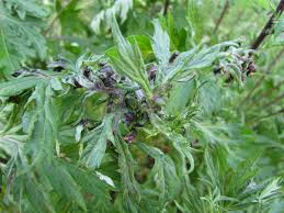 Attēlu rezultāti vaicājumam “Aphis confusa”