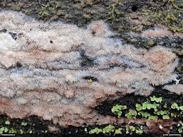 Attēlu rezultāti vaicājumam “Anomoporia bombycina”