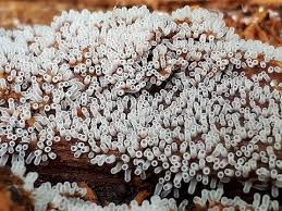 Attēlu rezultāti vaicājumam “Ceratiomyxa fruticulosa”