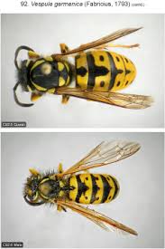 Attēlu rezultāti vaicājumam “Vespula germanica male”