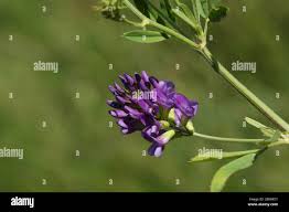 Attēlu rezultāti vaicājumam “Medicago sativa subsp. sativa flower”