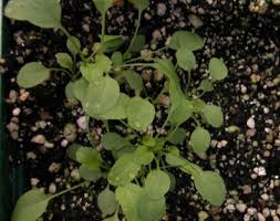 Attēlu rezultāti vaicājumam “Enteridium liceoides young”